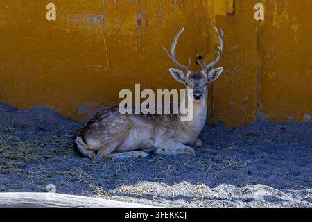Damhirsch ruht auf Heu in einem rustikalen Gehege in Gran Canaria, Kanarische Inseln, Spanien. Stockfoto