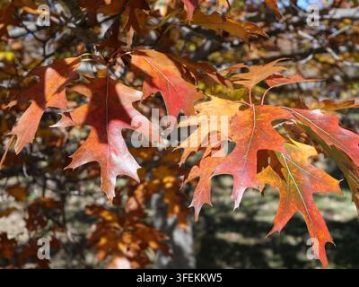 Bunte Herbstblätter der Northern Red Oak (Quercus rubra) in Colorado Stockfoto