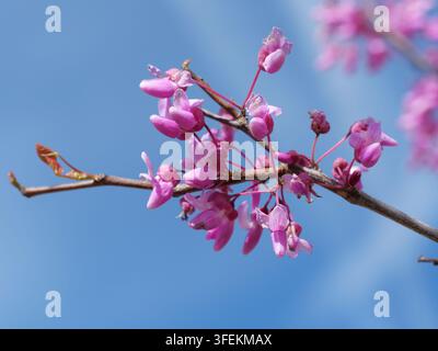 Östlicher Purpurbaum (Cercis canadensis) Rosa Frühlingsblüten vor blauem Himmel in Colorado Stockfoto