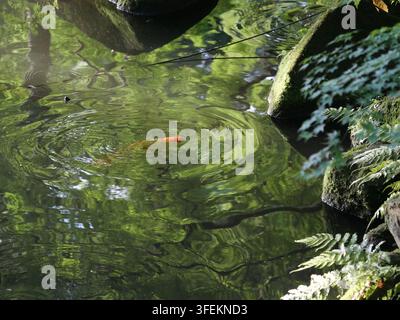 Rote Koi schwimmen unter grünen Reflexionen und Wellen in einem japanischen Garten-Teich im Naritasan-Park, Präfektur Chiba, Japan, Ende Mai. Stockfoto