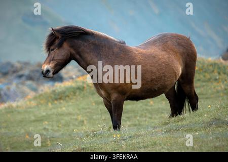 Isländisches Pferd - Equus ferus caballus Stockfoto