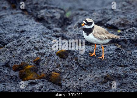 Gewöhnlicher Sandregenpfeifer - Charadrius hiaticula Stockfoto