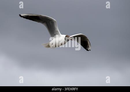 Lachmöwe - Chroicocephalus ridibundus Stockfoto