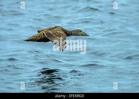 Weibliche Eiderente - Somateria mollissima Stockfoto