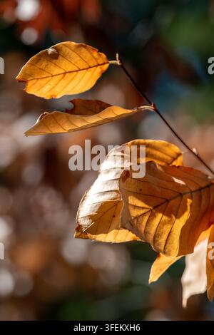 Sonnenlicht beleuchtet goldene Herbstblätter an einem Ast, hebt ihre zarten Adern hervor, während sie ihre Farbe ändern, und fängt die stille Schönheit der Verwandlung ein Stockfoto