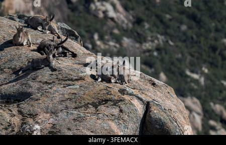 Iberischer Steinbock, Capra pyrenaica ssp. Victoriae, ruht auf einem Felsvorsprung in La Pedriza, Spanien, und zeigt entspanntes Verhalten in einem rauen Berglebensraum Stockfoto
