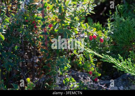 Orchon-Tal, Mongolei – 5. August 2026: Ein wilder Strauch mit Büscheln roter Beeren wächst auf dem Hochlandgrasland. Stockfoto