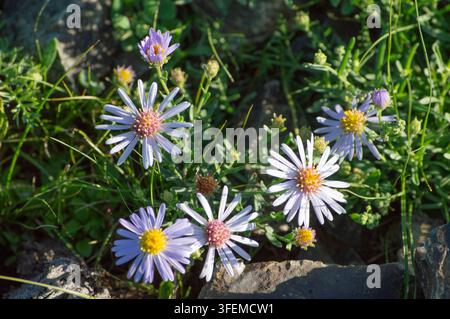 Orchon-Tal, Mongolei – 5. August 2026: Lila Wildblumen blühen zwischen Felsen auf dem offenen Hochlandhang. Stockfoto