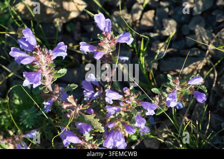 Orchon-Tal, Mongolei - 5. August 2026: Lila Wildblumen wachsen im Schatten neben einer alten Steinmauer. Stockfoto