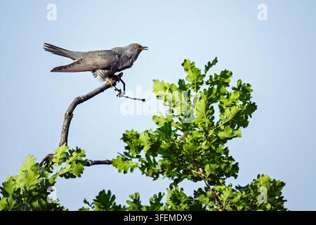 Erwachener männlicher Kuckuck (Cuculus canorus) sitzt im Frühling auf einem Eichenast in den italienischen Alpen Stockfoto