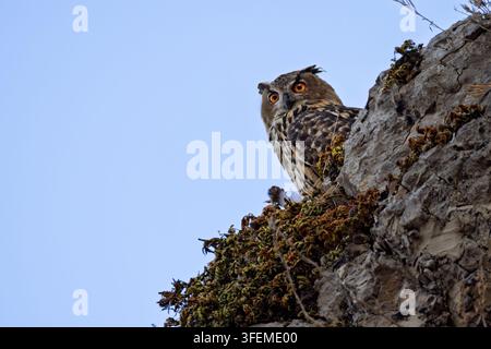 Ein imposanter und majestätischer Uhu (Bubo bubo) sitzt bei Dämmerung auf einem Felsen Stockfoto