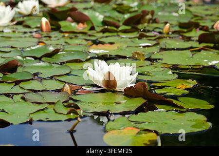 Offene weiße Seerosenblüte, umgeben von vielen grünen Seerosenblättern auf dem Wasser Stockfoto