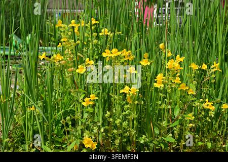 Büschel leuchtend gelber Blüten, die zwischen hohem grünem Gras und Laubpflanzen wachsen Stockfoto