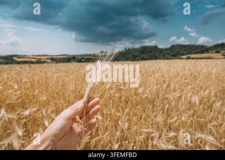 Die Hand eines Bauern hält eine einzelne reife Weizenähre über einem goldenen Feld unter stürmischen Sommerhimmel und inspiziert die Ernte. Stockfoto