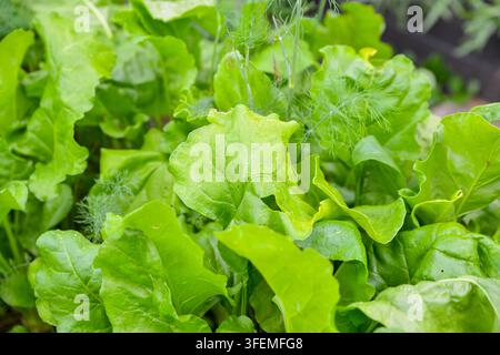 Saftiger grüner Salat und zarter Dill wachsen zusammen in einem lebendigen Gemüsegarten und zeigen frische Blattgemüse, Hausgärtnerei, gesunde Ernährung, ein Stockfoto