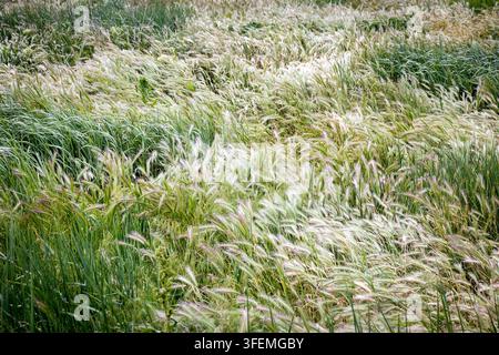 Üppiges grünes Feld mit hohem Wildgras, das sich sanft im Wind wiegt, im Freien während des Tages Stockfoto