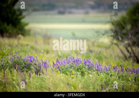 Üppige Frühlingsblüte von Salbei in der Steppenlandschaft mit wilden lila Blüten, die auf einem grasbewachsenen Hügel unter weichem Tageslicht und verschwommenem grünem Hintergrund wachsen Stockfoto