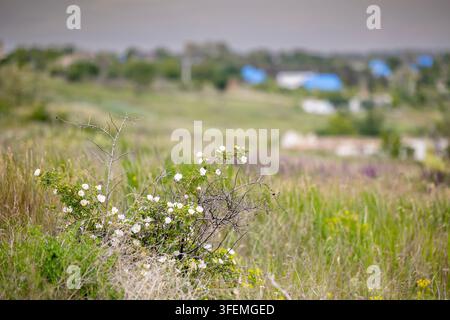 Wildrosenstrauch in der Steppe Stockfoto
