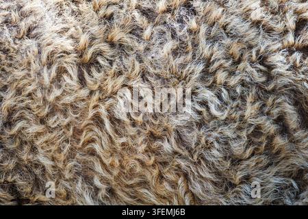Extrem Nahaufnahme Makro von flauschiger weißer Schafwolle, die lockige Fasertextur zeigt, in weichen Crematon- und Grautönen. Stockfoto