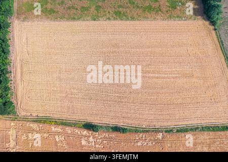 Ruhige Luftaufnahme von goldenen Weizen- und grünen Getreidefeldern über Sommerlandwirtschaft. Agrarkonzept. Stockfoto