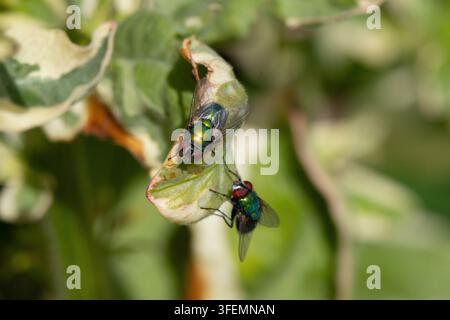 Gewöhnliche Grüne Fliegen saßen auf einem Blatt, England, UK. Stockfoto