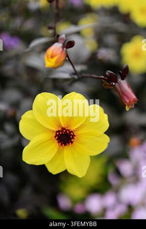 Nahaufnahme einer gelben Dahlienblüte mit Tautropfen und dunkelrotem Zentrum Stockfoto