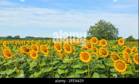Ein weites Feld mit blühenden Sonnenblumen und großen grünen Blättern vor einem teilweise bewölkten blauen Himmel und entfernten grünen Bäumen, das Sommer, Natur veranschaulicht Stockfoto
