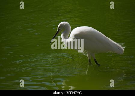 Ein kleiner Seereiher (Egretta garzetta) watet in grünem Teichwasser, während ein Wassertropfen von seinem Schnabel fällt, in einer Außeneinrichtung. Stockfoto