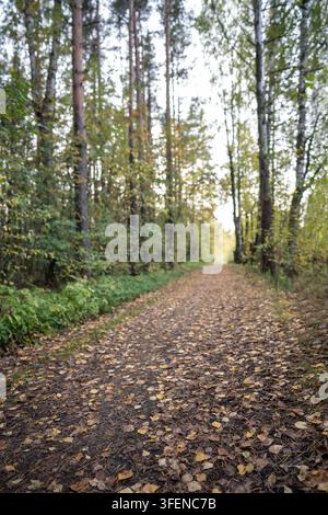 Eine mit Blättern bedeckte Schotterstraße windet sich durch ruhigen Mischwald während der frühen Herbstsaison Stockfoto