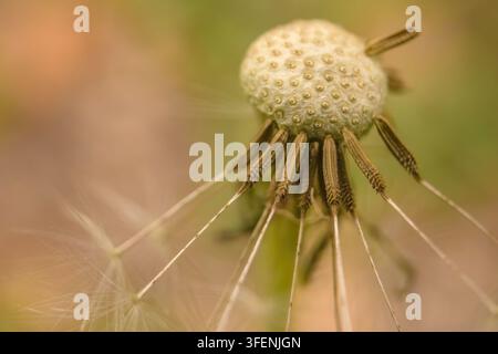 Ein fast kernloses Löwenzahnblütenkopf, Makrofotografie, aufgenommen auf einem Feld in den östlichen Anden Zentralkolumbiens Stockfoto