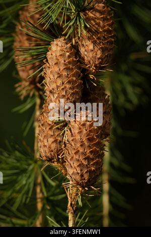 Detaillierte Nahaufnahme von reifen Lärchenzapfen an einem Zweig der Europäischen Lärche mit frischen grünen Nadeln bei natürlichem Licht Stockfoto