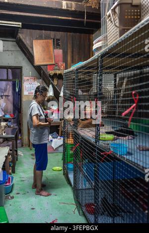 Thailändische Frau, die sich in ihrem Tierheim in Bangkok, Thailand, um eine gerettete streunende Katze kümmert. Stockfoto