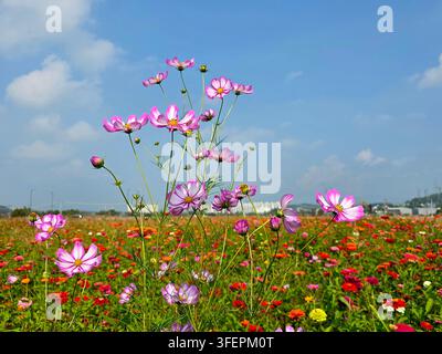 Cosmosblüten, die in einem farbenfrohen Herbstblumenfeld blühen Stockfoto