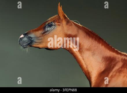 Porträt eines arabischen Rasse-Braunen auf dunklem Wandhintergrund Stockfoto