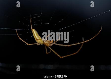 Langkiefer-Orbweber-Spiegelei (Tetragnatha sp.) ruht in ihrem Radnetz nachts und zeigt den charakteristisch verlängerten Körper und die ausgestreckten Beine, Austr Stockfoto