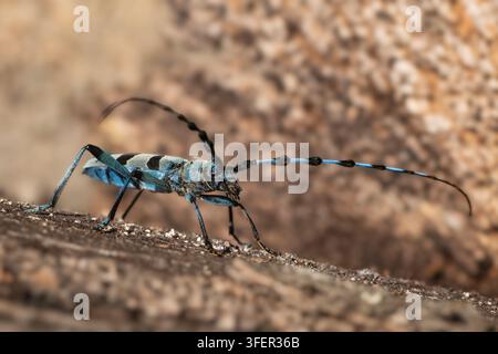 Rosalia Longicorn - Rosalia alpina, großer Bockkäfer, der in den sonnigen Buchenwäldern Europas, den Weißen Karpaten, in der Tschechischen Republik heimisch ist. Stockfoto