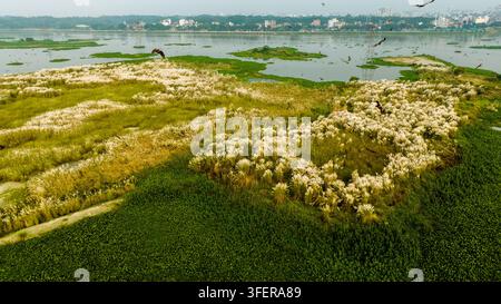 Luftaufnahme von weißem Kash-Phool-Gras in Feuchtgebieten mit Vögeln, die über die Landschaft fliegen, und der Skyline der Stadt Dhaka im Hintergrund, Dhaka, Dhaka Divi Stockfoto