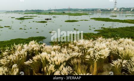 Luftaufnahme einer Flusslandschaft mit blühendem weißem Kash-Phool-Gras im Vordergrund, einem kleinen Boot auf dem Wasser und grünen Vegetationsflecken Stockfoto