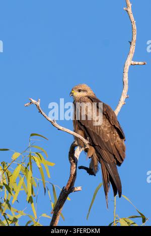 Schwarzmilan (Milvus migrans) auf einem Ast vor blauem Himmel, Queensland, QLD, Australien Stockfoto