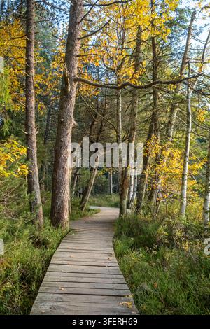Holzsteg durch einen Herbstwald, Schwarzwald Stockfoto