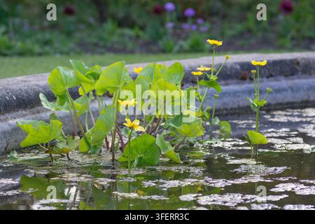 Gelber Sumpfdotterblume in einem Teich im St John's Lodge Garten, Regent's Park, London. Stockfoto