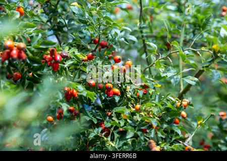 Hellrote Hagebutten wachsen an grünen Büschen mit Laub bei sonnigem Wetter. Stockfoto