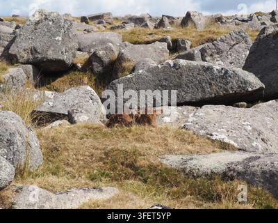 Kuhkalb / Jungkuh liegt in den Felsen Stockfoto