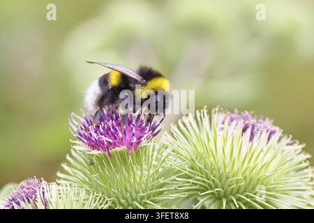 Große Erdhummel (Bombus terrestris) auf einer Blume der Wiesen-Distel (Cirsium arvense), Wilden, Nordrhein-Westfalen, Deutschland Stockfoto
