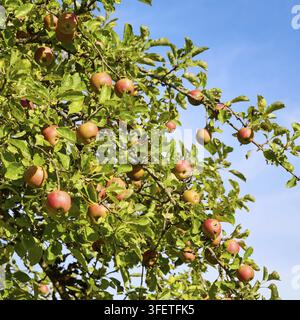Ein Apfelbaum voller reifer Äpfel unter einem klaren blauen Himmel Stockfoto