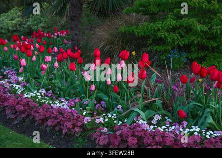 Beet mit rosa und roten Tulpen, Frühling, Regent's Park, London Stockfoto
