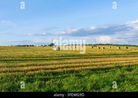 Erntefeld mit Heuballen unter blauem Himmel im Sommer Stockfoto