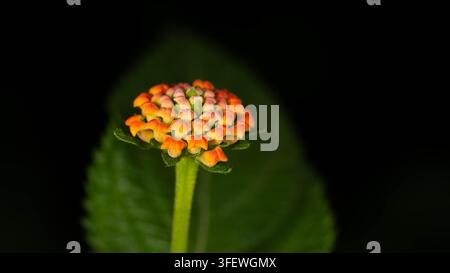 Makrofoto eines farbenfrohen Lantana-Blütenbüschels mit lebendigen gelben, orangefarbenen und rosa Blüten in einem Ziergartenhabitat, ideal für botanische und de Stockfoto