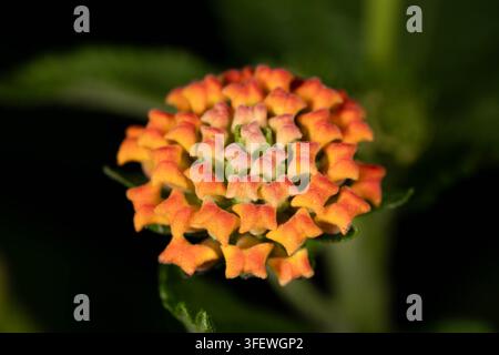 Makrofoto eines farbenfrohen Lantana-Blütenbüschels mit lebendigen gelben, orangefarbenen und rosa Blüten in einem Ziergartenhabitat, ideal für botanische und de Stockfoto