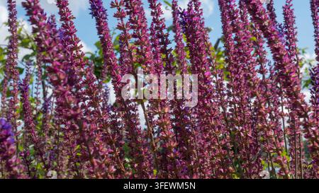 Waldsalbei Salvia nemorosa in Violett und Rosarot in einer Sommerrabatte — Konzept: Bestäuberfreundliche Bepflanzung Stockfoto